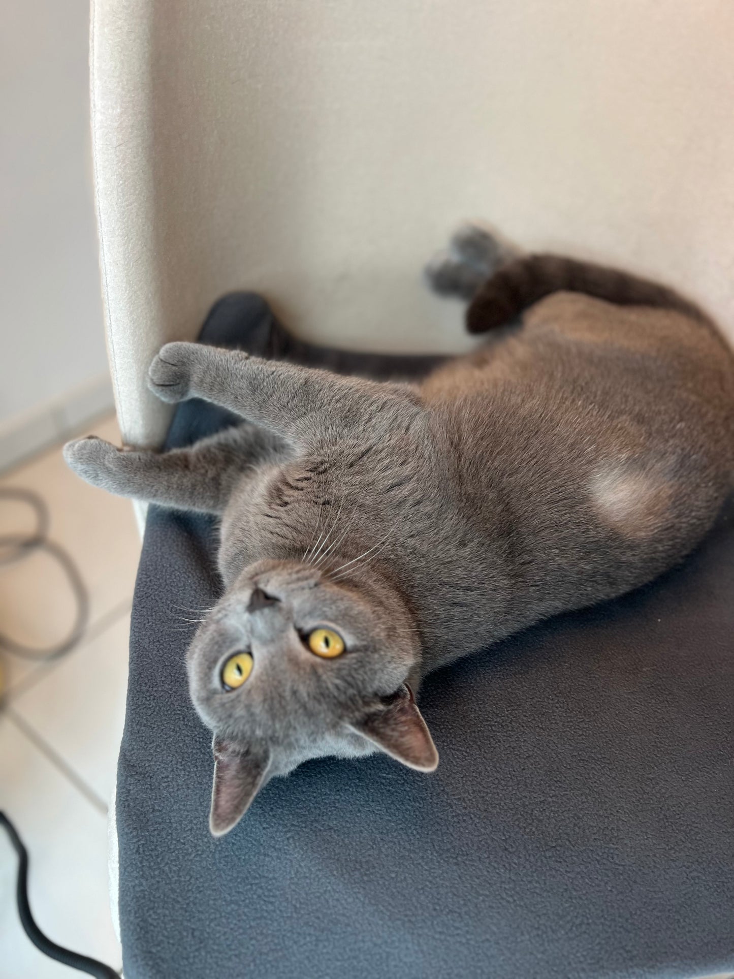 Fluffio DreamNest2 + kostenloses Wohlfühlwunder