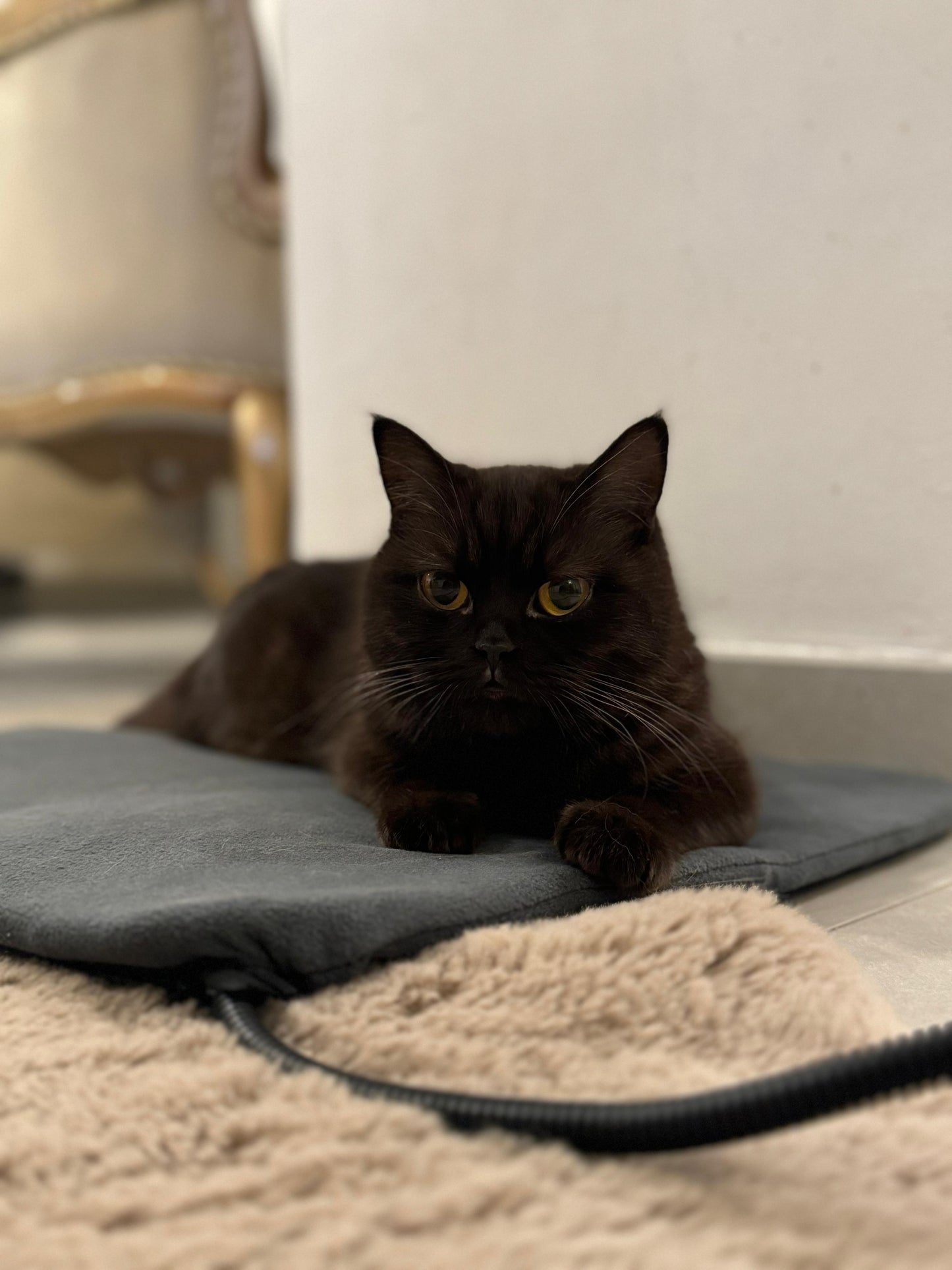 Fluffio DreamNest2 + kostenloses Wohlfühlwunder