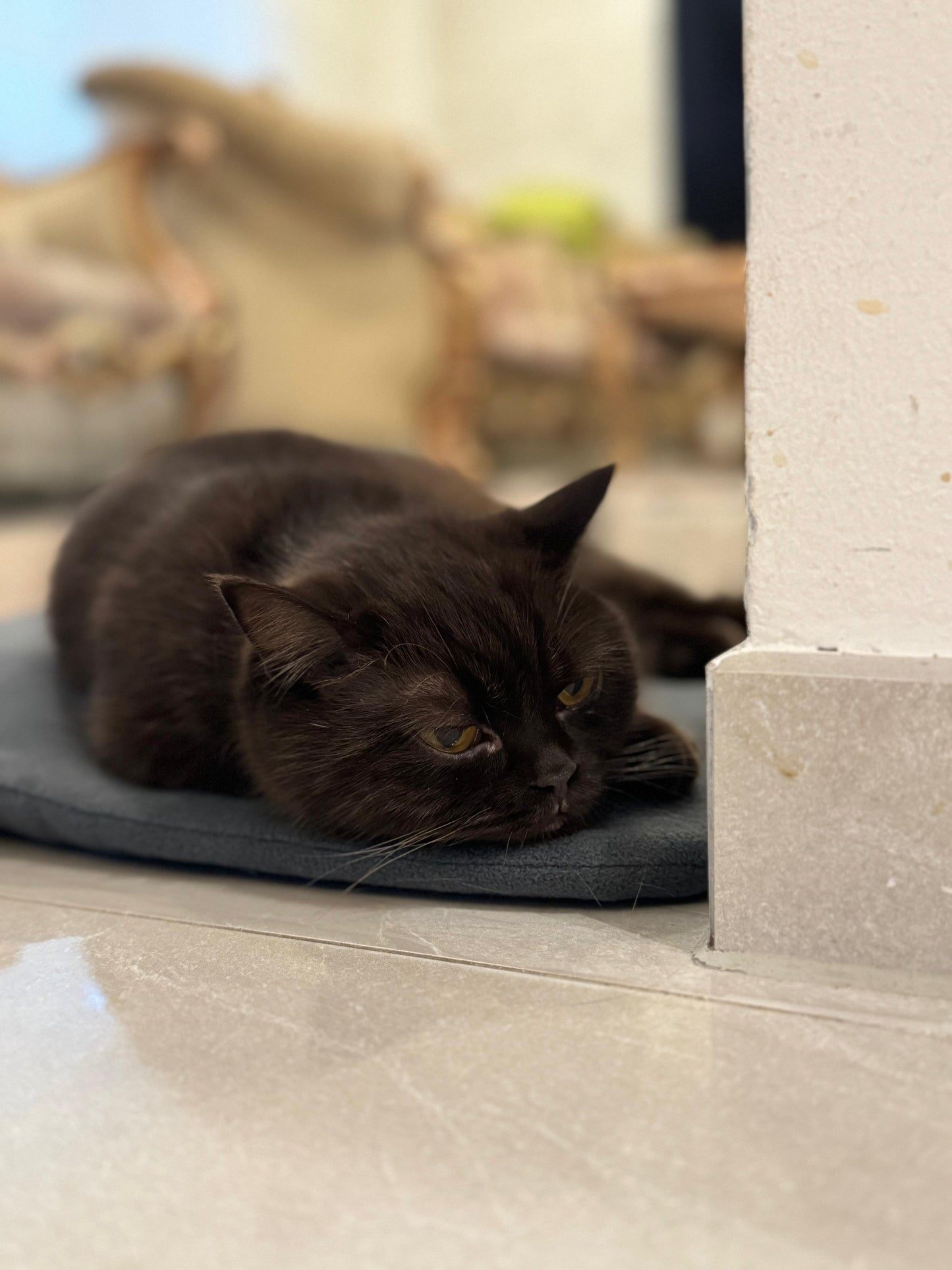 Fluffio DreamNest2 + kostenloses Wohlfühlwunder